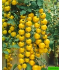 Tomate Golden Pearl F1