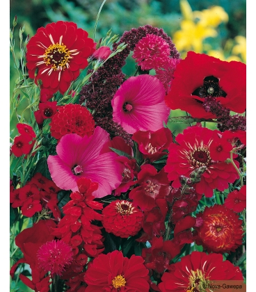 Fleurs pour Bouquets Tons Rouges