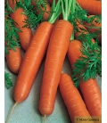 Carotte Berlicum 2 longue sans Coeur Format ECO