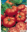 Tomate Big Daddy F1 Type Beefsteak - ©Images protégées téléchargement interdit !