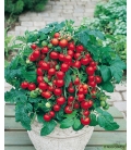 Tomate Cerise Balcony Red F1 ©Images protégées téléchargement interdit !