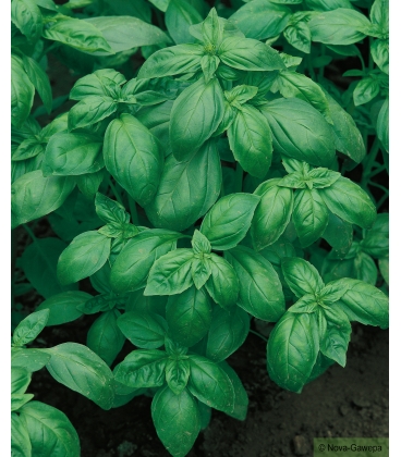 Graines de Basilic Grand Vert KIDS - 1,5 g
