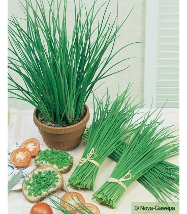 Graines de Ciboulette Nelly KIDS