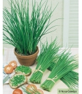 Graines de Ciboulette Nelly KIDS