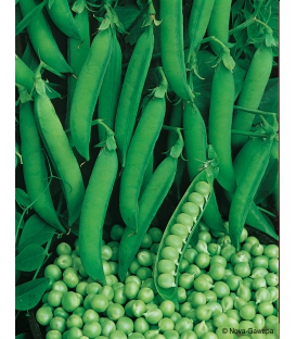 Graines de Pois petit proven&ccedil;al