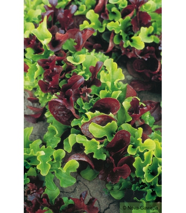 Graines de Mesclun Baby-Leaf KIDS