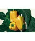 Poivron Goldenstar F1