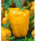 Poivron Goldenstar F1