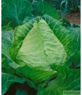 Chou Cabus Coeur de Boeuf des Vertus © Image protégée téléchargement interdit !