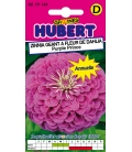 Zinnia Géant à Fleur de Dahlia "Purple Prince" © Image protégée téléchargement interdit !
