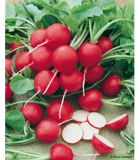 Graines de Radis Saxa 2 rond rouge