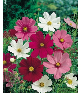 Graines de Cosmos Sensation Vari&eacute; &copy; Image prot&eacute;g&eacute;e t&eacute;l&eacute;chargement interdit !