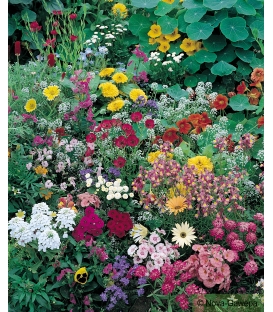 Graines de Fleurs Annuelles pour Rocailles &copy; Images prot&eacute;g&eacute;es t&eacute;l&eacute;chargement interdit !
