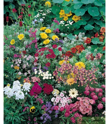 M&eacute;lange de Graines de Fleurs Pour Balcons & Terrasses - Tapis Multicolore KIDS