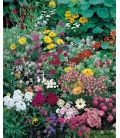 Mélange de Graines de Fleurs Pour Balcons & Terrasses - Tapis Multicolore KIDS