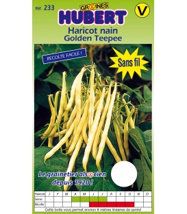 Haricot Beurre Mangetout Nain Golden Teepee