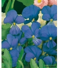 Viola Cornuta ©Images protégées téléchargement interdit !