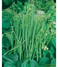 Haricot Mangetout Nain Maxi © Images protégées téléchargement interdit !