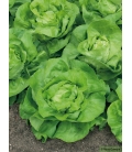 Graines de Laitue Grosse Blonde d'Hiver ©Images protégées téléchargement interdit !