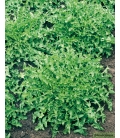 Pissenlit Vert Amelioré à Coeur Plein ©Images protégées téléchargement interdit !