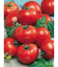 Tomate Saint-Pierre BIO ©Images protégées téléchargement interdit !