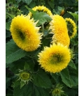 Soleil Double Jaune Citron Gummy Bear