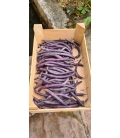 Haricot Nain Amethyst ©Image protégée téléchargement interdit !