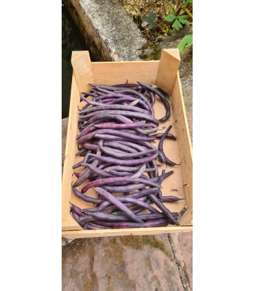 Graines de Haricot Nain Amethyst KIDS