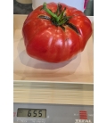 Tomate Big Daddy F1 Type Beefsteak - ©Images protégées téléchargement interdit !