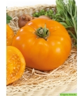 Tomate Orange Wellington F1 © Images protégées téléchargement interdit !