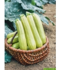 Courgette Ismalia F1 