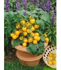 Tomate Cerise Balcony Yellow F1 © Images protégées téléchargement interdit !