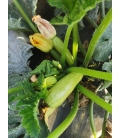 Courgette Ismalia F1 