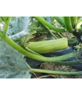 Courgette Ismalia F1 