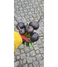 Radis Noir Rond d'hiver