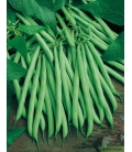 Haricot Nain Mangetout Saxa ©Images protégées téléchargement interdit !