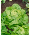 Graines de Laitue Pommée Sagess © Images protégées téléchargement interdit !