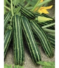 Courgette Coucourzelle © Images Protégées téléchargement interdit !