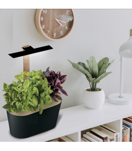 Potager d'int&eacute;rieur Hiver avec LED - TRIO de basilics (Dont 0,08 &euro; d'eco-participation)