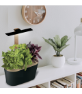 Potager d'intérieur Hiver avec LED - TRIO de basilics (Dont 0,08 € d'eco-participation)