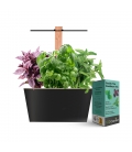Potager d'intérieur Hiver avec LED - TRIO de basilics (Dont 0,08 € d'eco-participation)