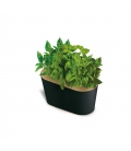 Potager d'intérieur d'été - TRIO de basilics