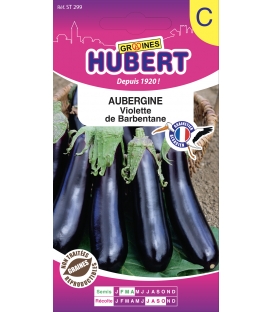 Aubergine Violette de Barbentane - &copy; Image prot&eacute;g&eacute;e t&eacute;l&eacute;chargement interdit !