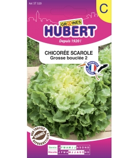 Chicorée de Ruffec