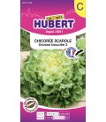 Chicorée Grosse Bouclée 2 Bubikopf