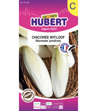 Chicor&eacute;e Witloof Normale - Endive