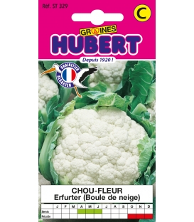 Graines de Chou-fleur Erfurt