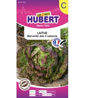 Laitue Merveille des 4 Saisons