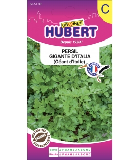 Persil Gigante d'Italia (G&eacute;ant d'Italie)