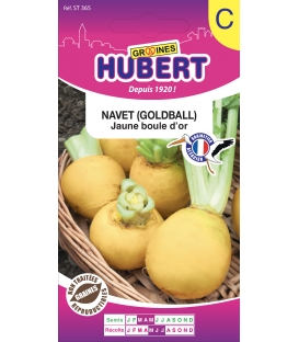 Navet Jaune Boule d'Or - Goldball